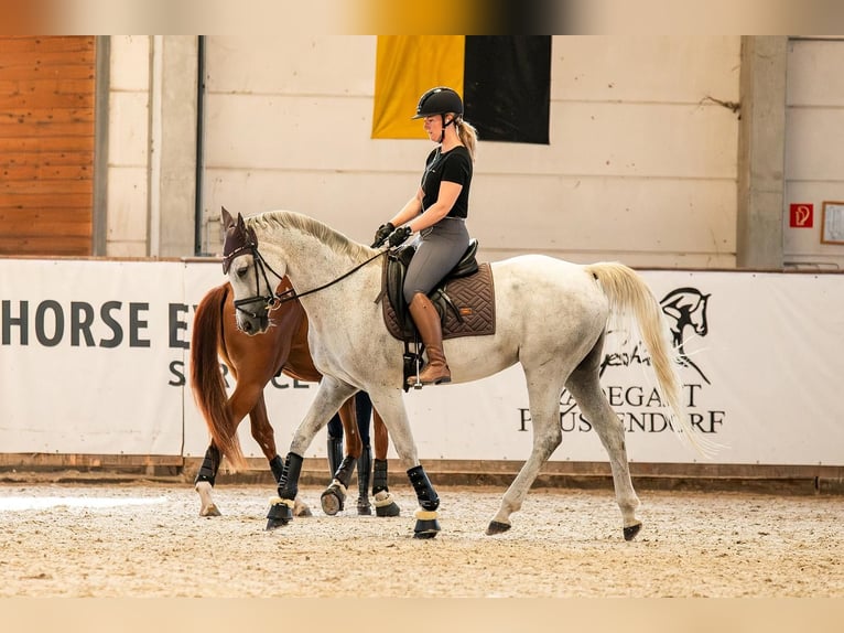 German Sport Horse Mare 17 years 16,1 hh Grey in Leuna