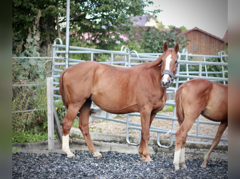 German Sport Horse Mare 17 years 16,2 hh Chestnut-Red in K&#xF6;nigsbronn