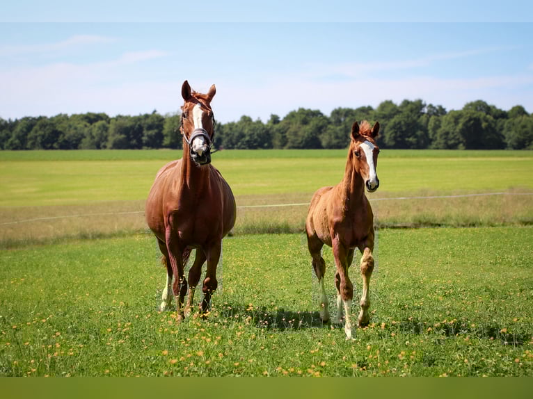 German Sport Horse Mare 17 years 16,2 hh Chestnut-Red in K&#xF6;nigsbronn