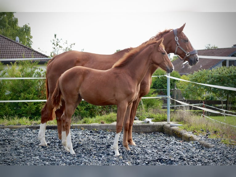 German Sport Horse Mare 17 years 16,2 hh Chestnut-Red in K&#xF6;nigsbronn