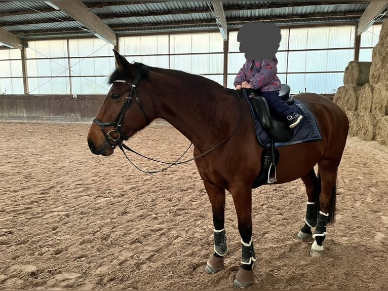 German Sport Horse Mare 17 years 17 hh Brown in Königsbach-Stein