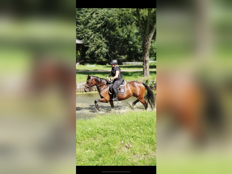 German Sport Horse Mare 18 years 15.2 hh Brown in Neuenkirchen