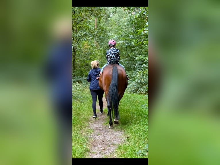 German Sport Horse Mare 18 years 15.2 hh Brown in Neuenkirchen