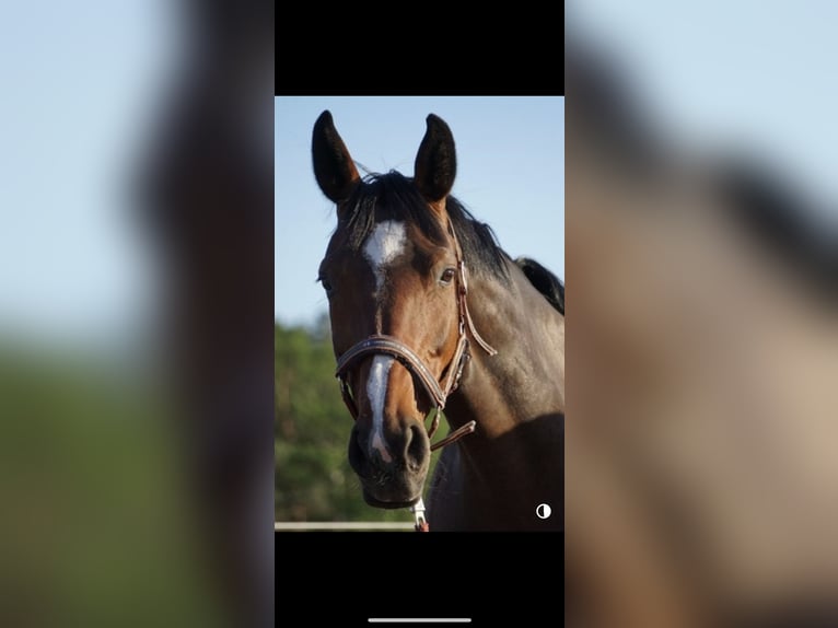 German Sport Horse Mare 18 years 15.2 hh Brown in Neuenkirchen