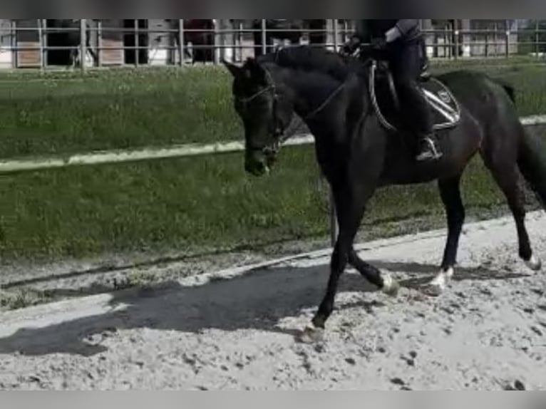 German Sport Horse Mare 18 years 15,2 hh Bay-Dark in Würzburg