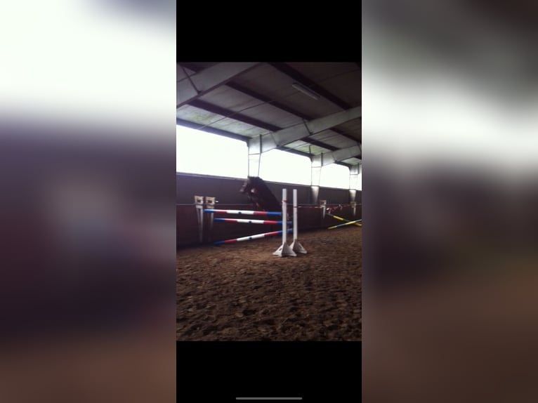 German Sport Horse Mare 18 years 15,2 hh Brown in Salzwedel