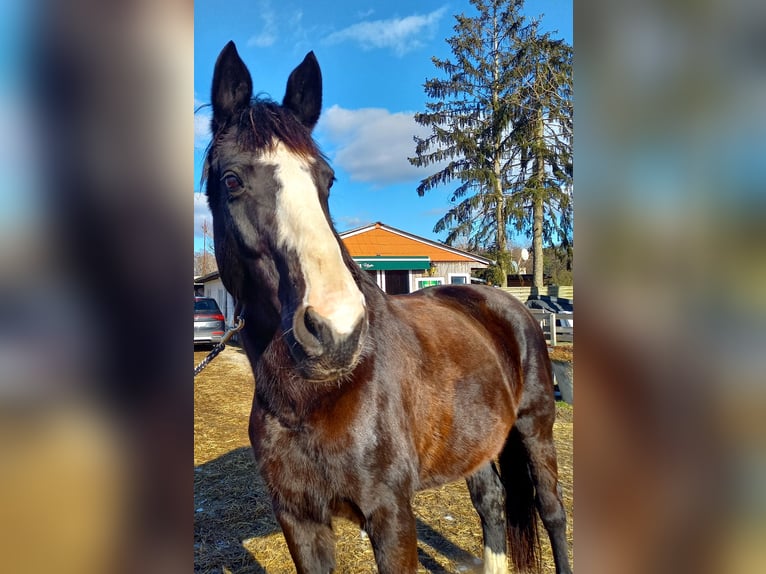German Sport Horse Mare 18 years 16.1 hh Black in Wiesengrund