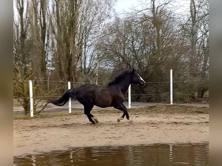 German Sport Horse Mare 18 years 16.1 hh Black in Wiesengrund