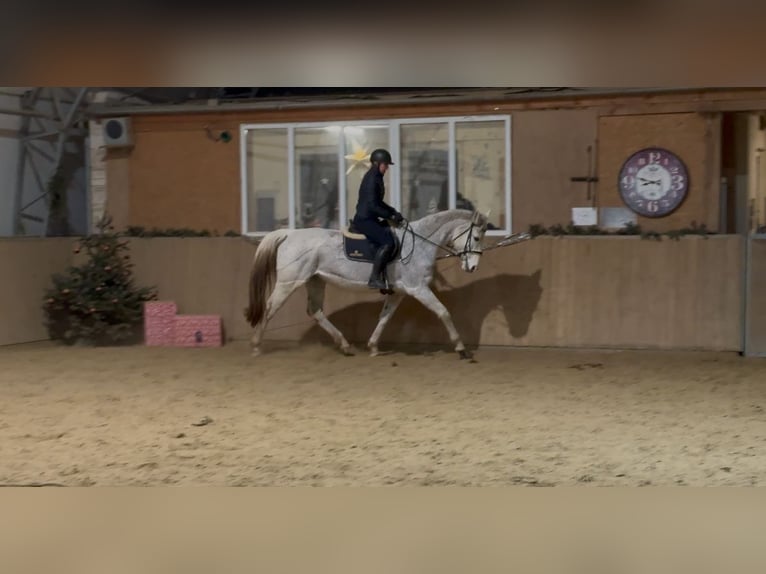 German Sport Horse Mare 18 years 16.1 hh Grey in Schwedt/Oder