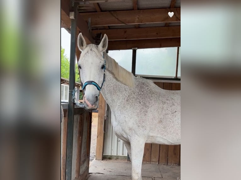 German Sport Horse Mare 18 years 16.1 hh Grey in Schwedt/Oder