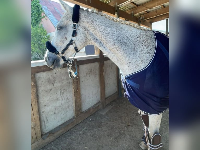 German Sport Horse Mare 18 years 16.1 hh Grey in Schwedt/Oder