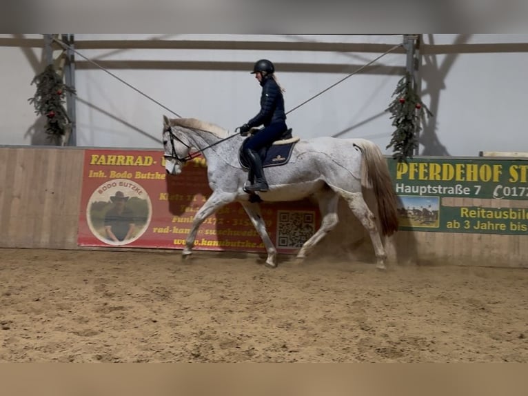 German Sport Horse Mare 18 years 16.1 hh Grey in Schwedt/Oder
