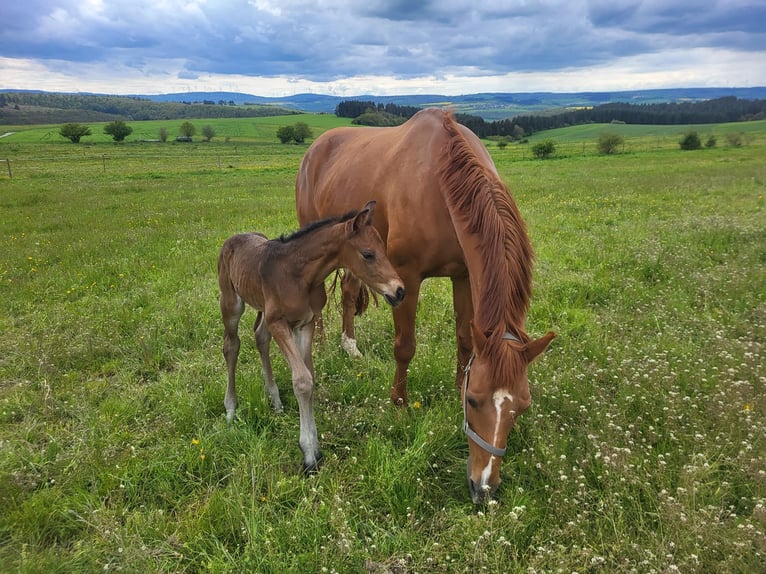 German Sport Horse Mare 18 years 16 hh Chestnut-Red in Weisel