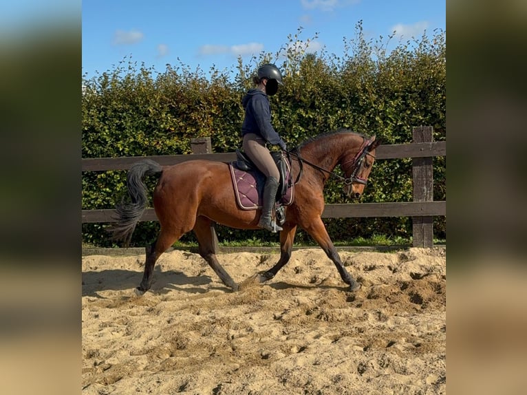 German Sport Horse Mare 18 years 16,1 hh Brown in Daleiden