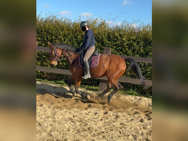 German Sport Horse Mare 18 years 16,1 hh Brown in Daleiden