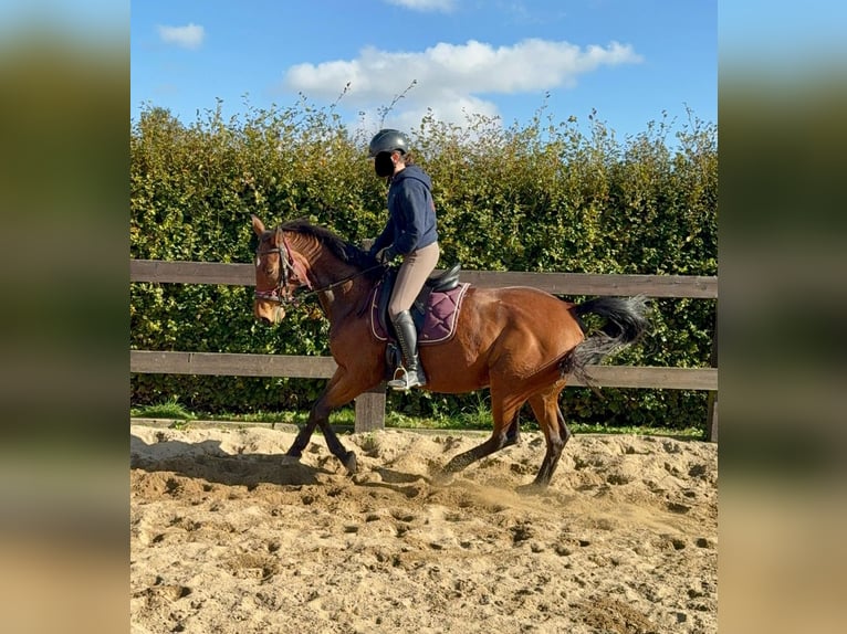 German Sport Horse Mare 18 years 16,1 hh Brown in Daleiden