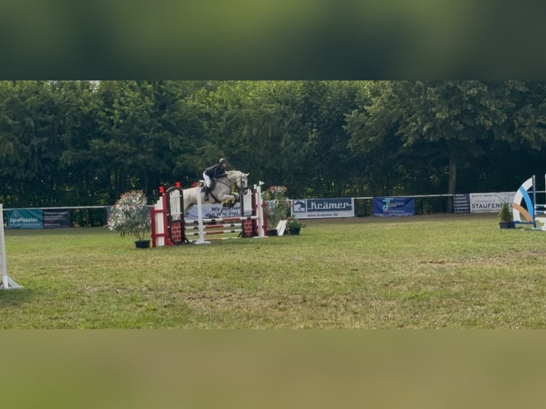 German Sport Horse Mare 18 years 16,1 hh Grey in Schwedt/Oder