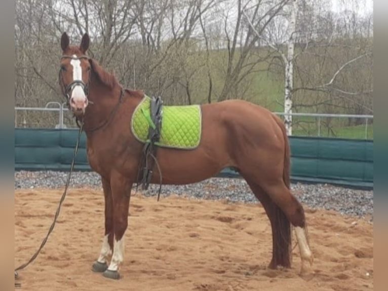 German Sport Horse Mare 18 years 16,3 hh Chestnut-Red in Frauenstein