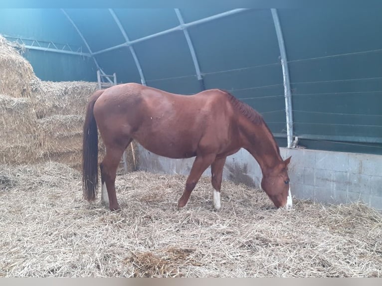 German Sport Horse Mare 18 years 16,3 hh Chestnut-Red in Frauenstein