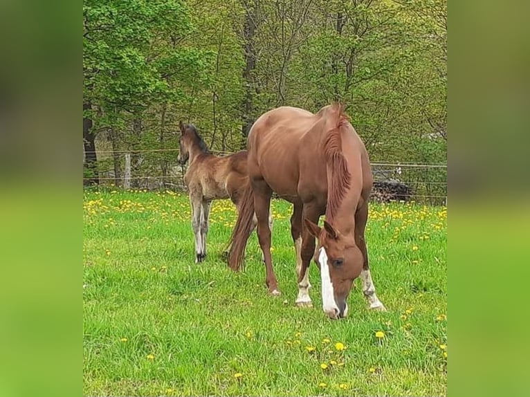 German Sport Horse Mare 18 years 17 hh Chestnut-Red in Frauenstein