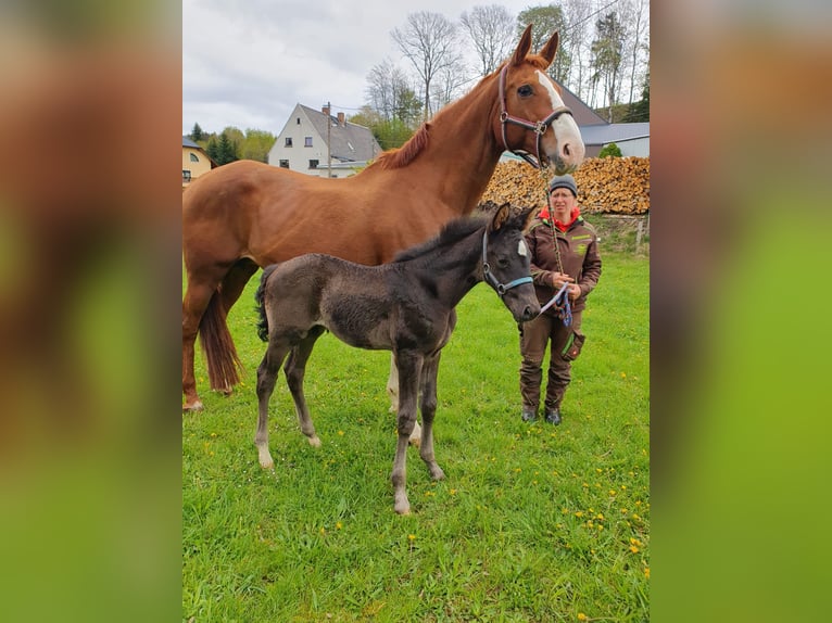 German Sport Horse Mare 18 years 17 hh Chestnut-Red in Frauenstein