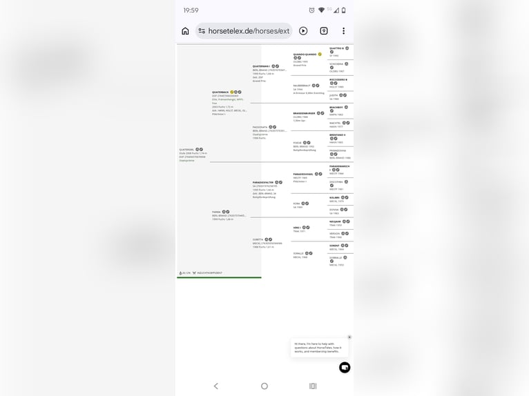 German Sport Horse Mare 18 years 17 hh Chestnut-Red in Frauenstein