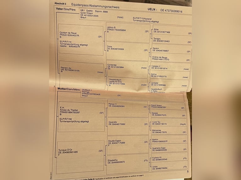 German Sport Horse Mare 18 years  in Lörrach