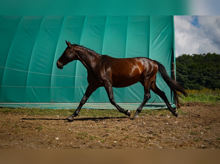 German Sport Horse Mare 18 years  in Lörrach