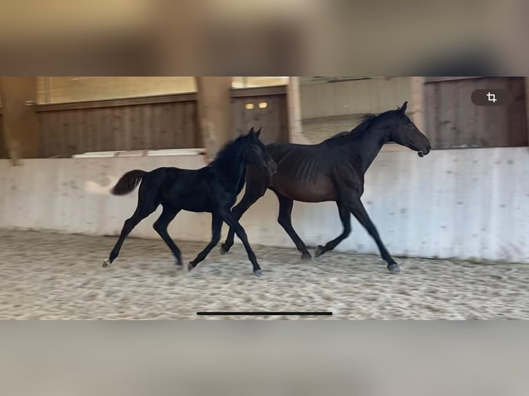 German Sport Horse Mare 18 years  in Lörrach