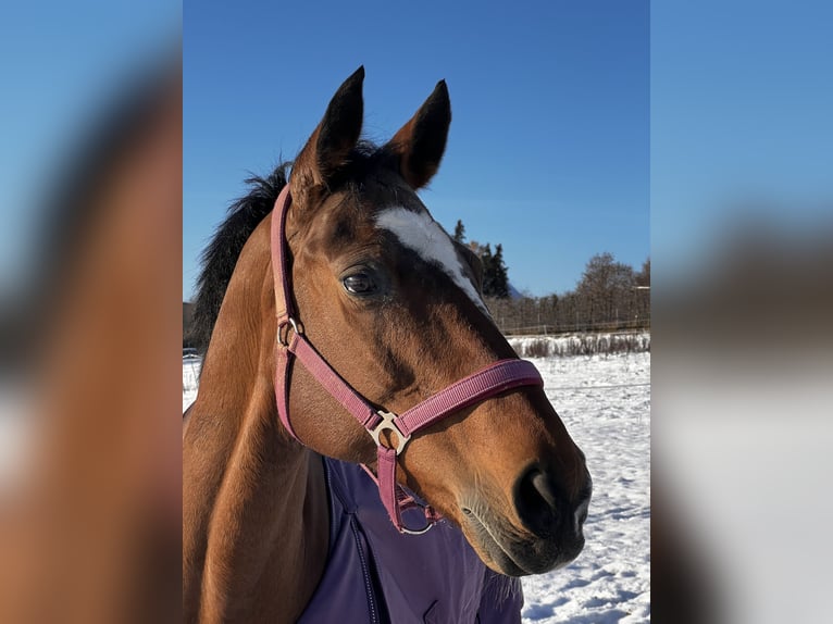 German Sport Horse Mare 19 years 15,2 hh Brown in Dresden