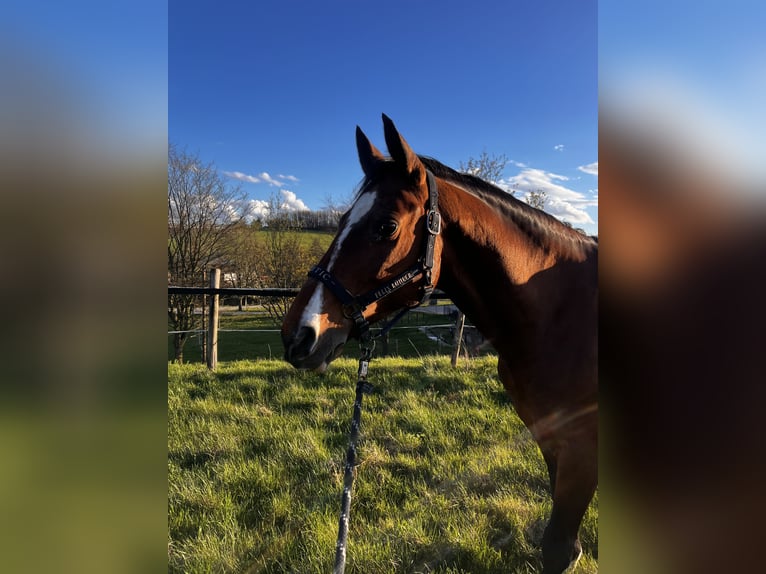 German Sport Horse Mare 19 years 15,2 hh Brown in Dresden