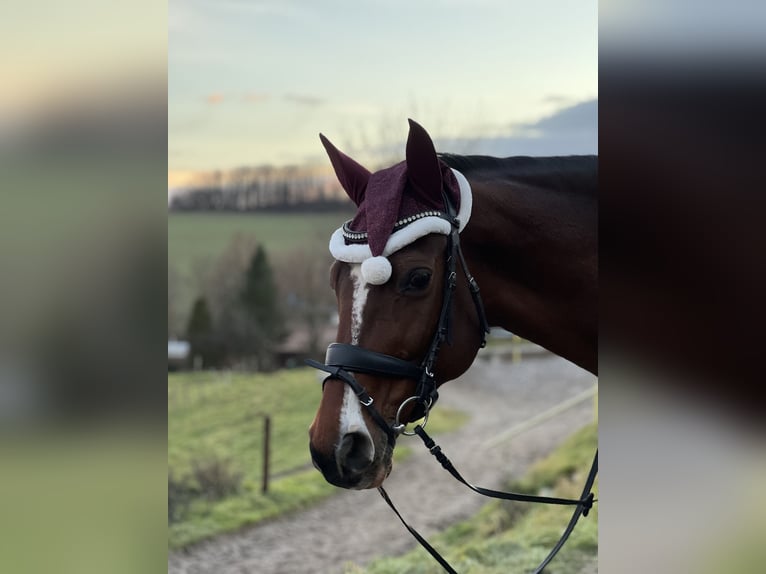 German Sport Horse Mare 19 years 15,2 hh Brown in Dresden