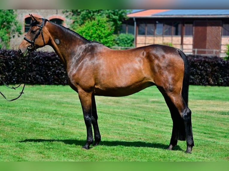 German Sport Horse Mare 19 years 16.1 hh Brown in Zossen