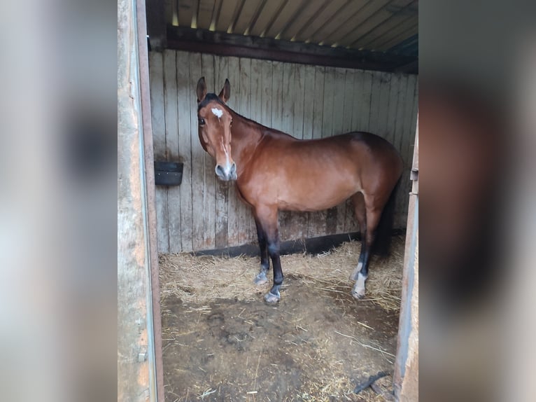 German Sport Horse Mare 19 years 16.1 hh Brown in Sohland am Rothstein
