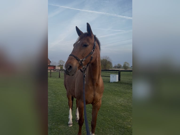 German Sport Horse Mare 19 years 16.1 hh Chestnut-Red in Lippetal