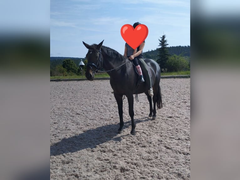 German Sport Horse Mare 19 years 16.2 hh Bay-Dark in Suhl
