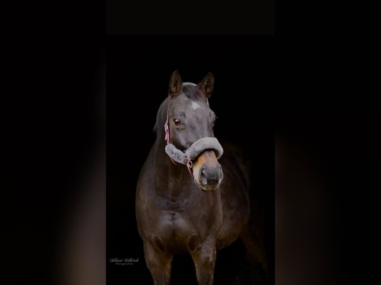 German Sport Horse Mare 19 years 16.2 hh Bay-Dark in Suhl