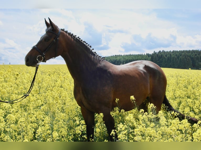 German Sport Horse Mare 19 years 16 hh Bay-Dark in Tanna