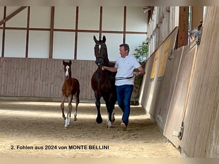 German Sport Horse Mare 19 years 16 hh Bay-Dark in Tanna