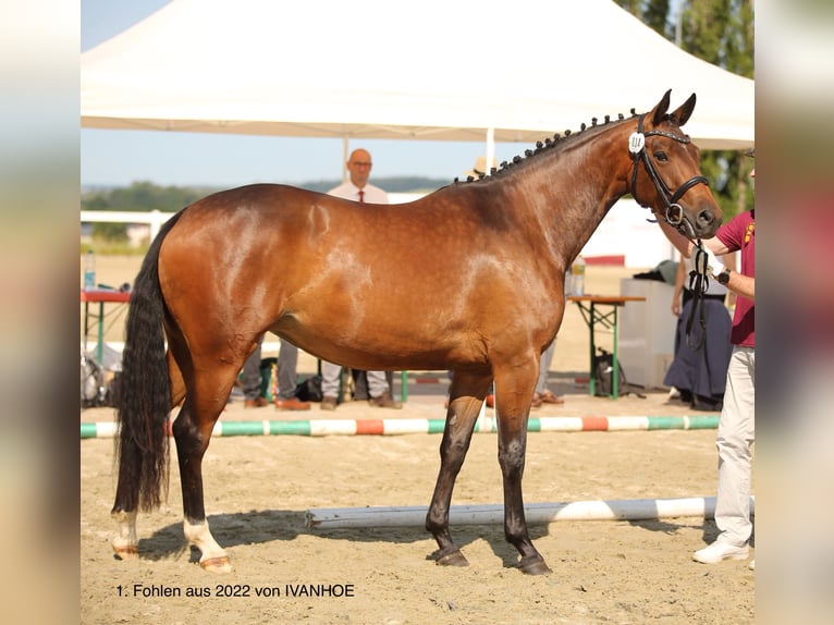 German Sport Horse Mare 19 years 16 hh Bay-Dark in Tanna