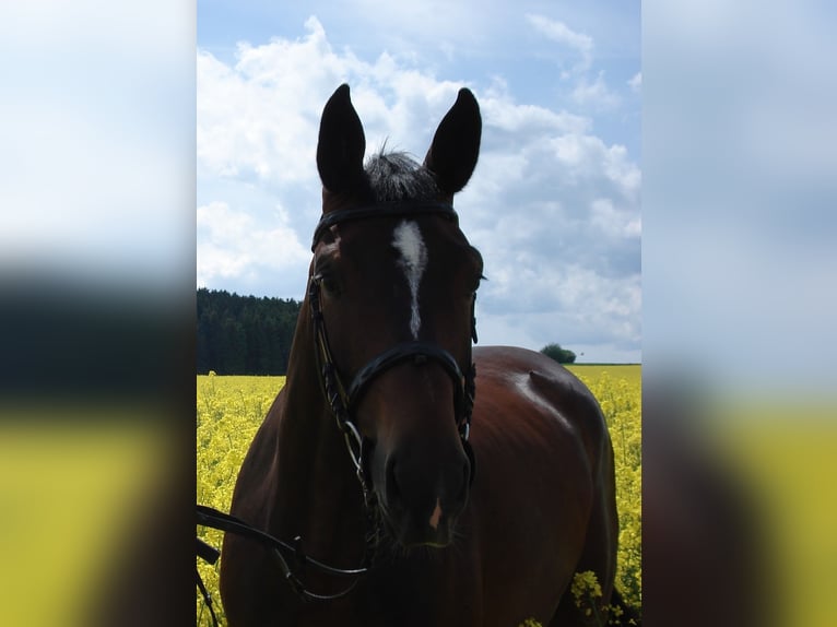 German Sport Horse Mare 19 years 16 hh Bay-Dark in Tanna