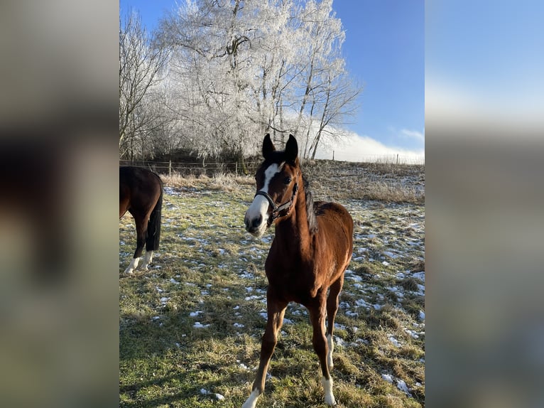 German Sport Horse Mare 19 years 16 hh Bay-Dark in Tanna