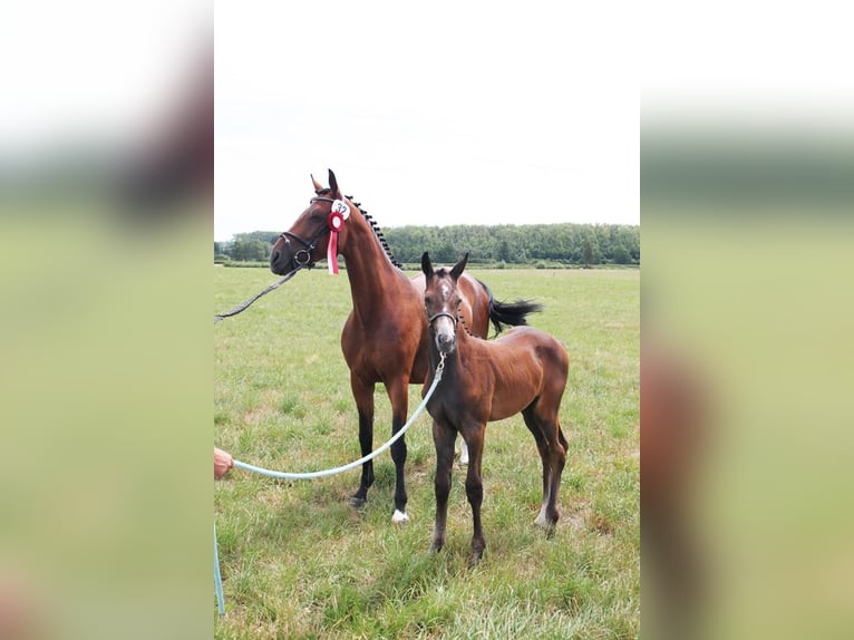 German Sport Horse Mare 19 years 16,1 hh Brown in Behrungen