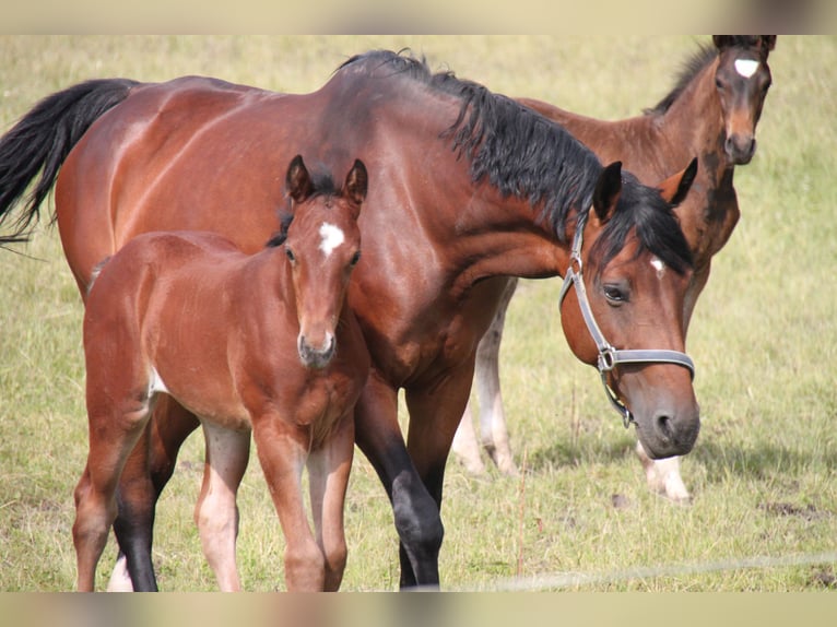 German Sport Horse Mare 19 years 16,1 hh Brown in Behrungen