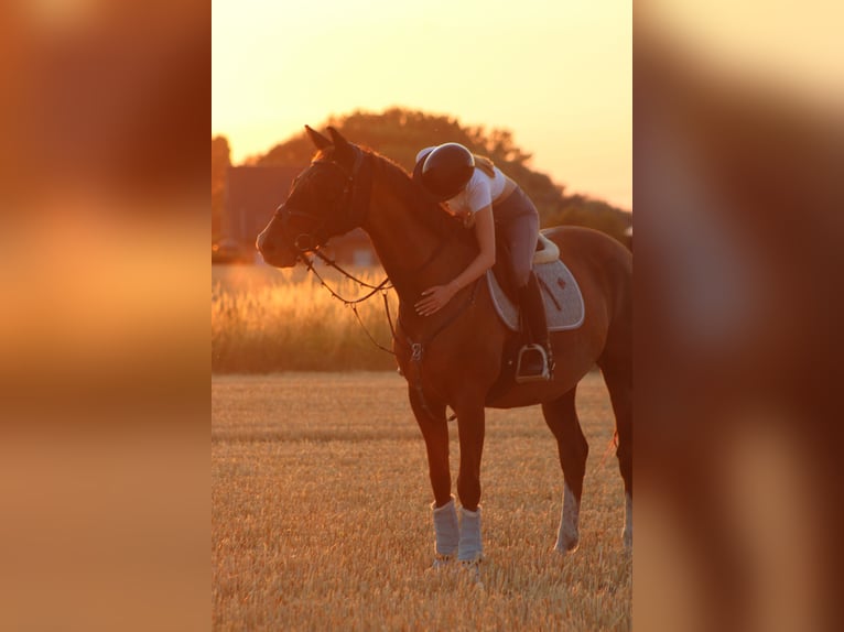 German Sport Horse Mare 19 years 16,1 hh Chestnut-Red in Lippetal