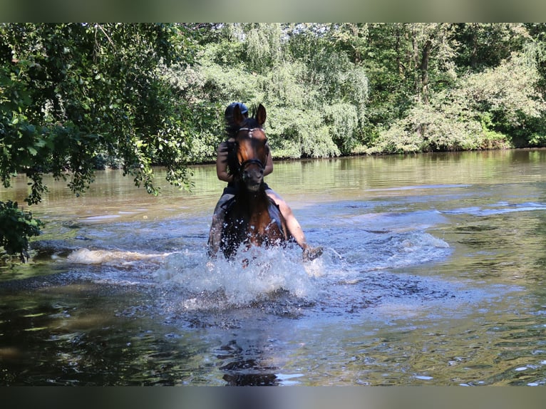 German Sport Horse Mare 19 years 16,3 hh Brown in Oberlungwitz