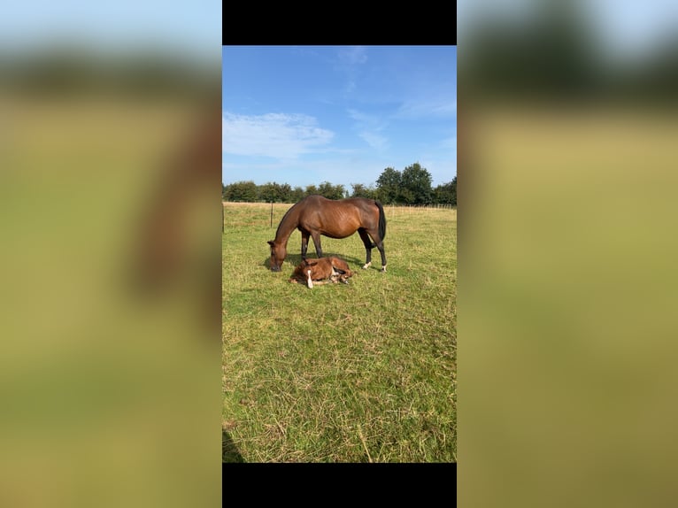 German Sport Horse Mare 19 years 17 hh Brown in Tarp