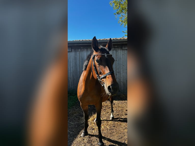 German Sport Horse Mare 19 years Brown in Neverin
