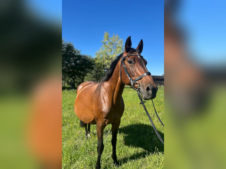 German Sport Horse Mare 19 years Brown in Neverin