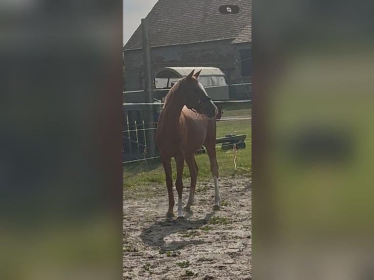 German Sport Horse Mare 1 year 13 hh Chestnut-Red in Mockrehna